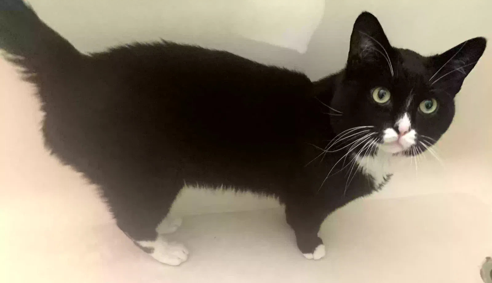 Lost cat in San Diego, CA, 92121