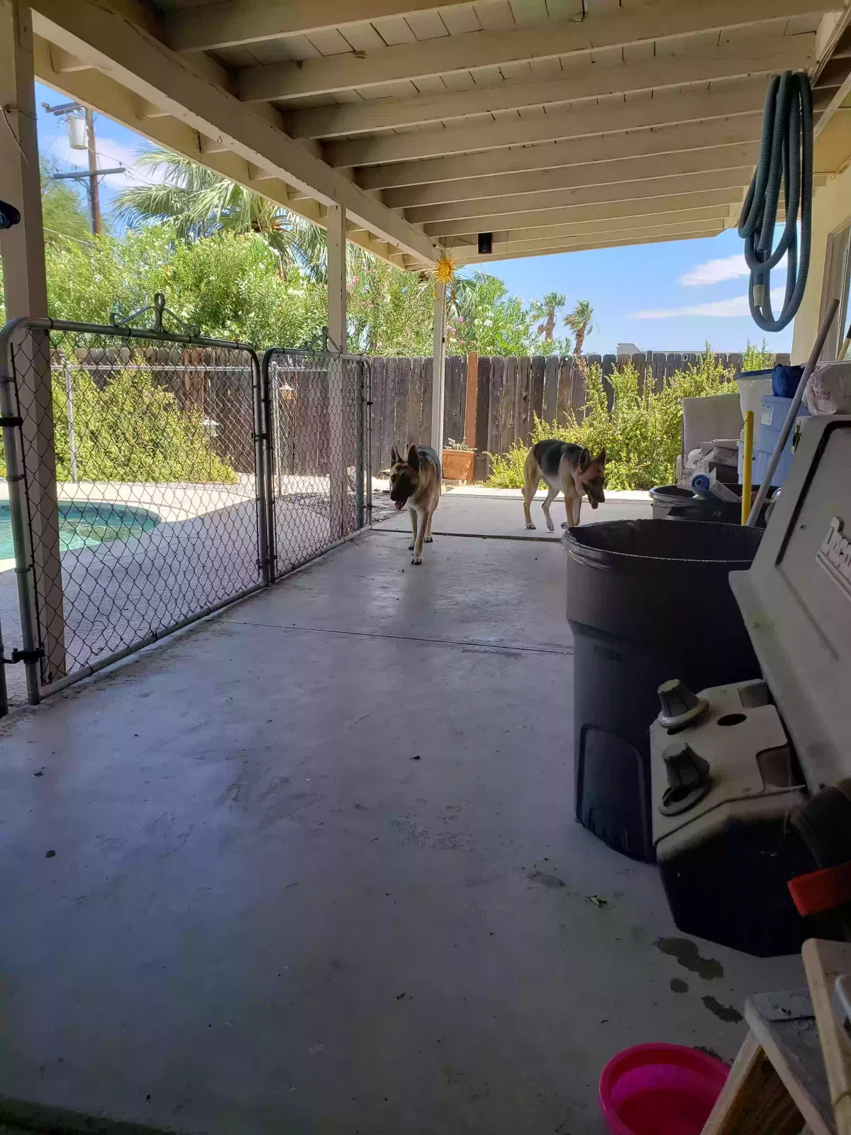 Found dog in Desert Hot Springs, CA, 92240