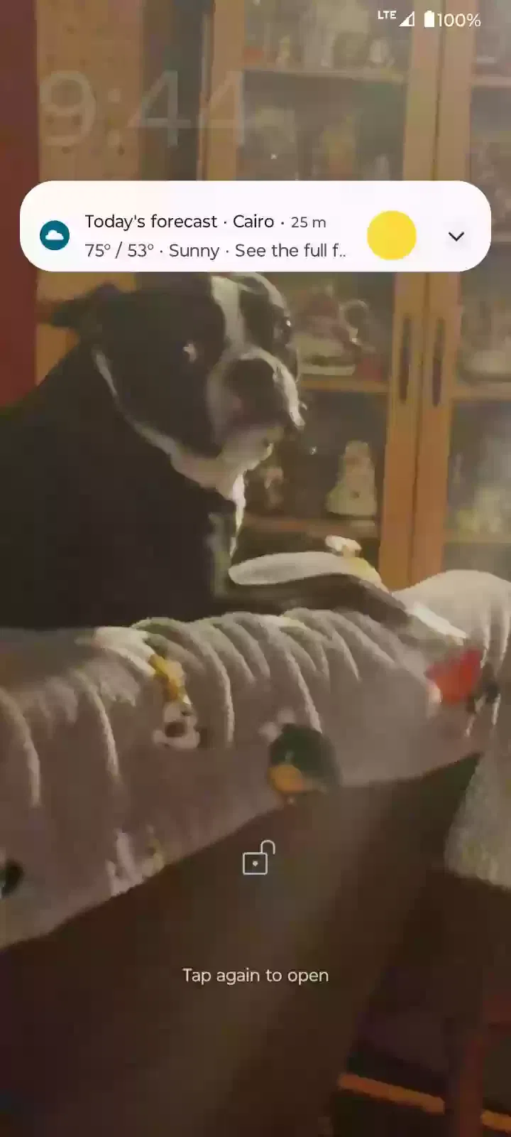 Lost dog in Dongola, IL, 62926