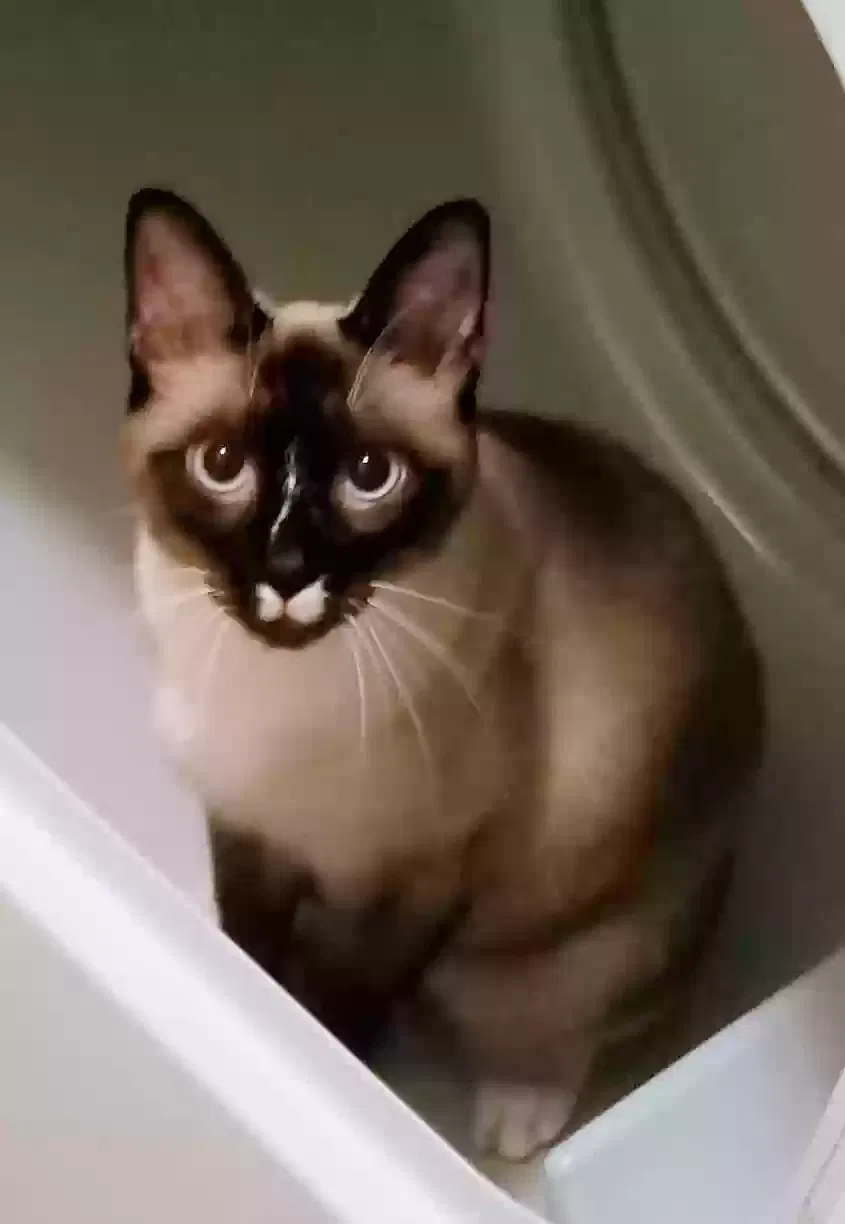 Lost cat in Hot Springs National Park, AR, 71901