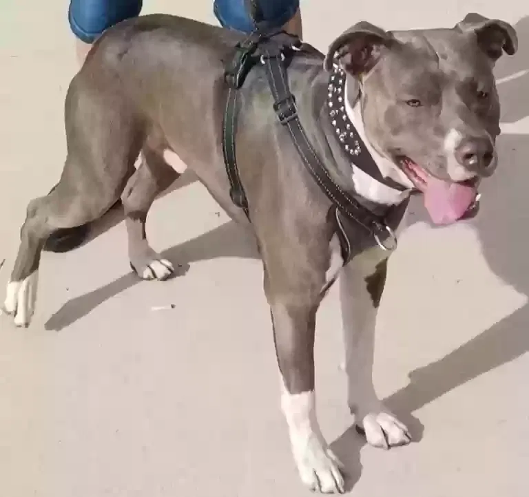 Lost dog in San Antonio, TX, 78225