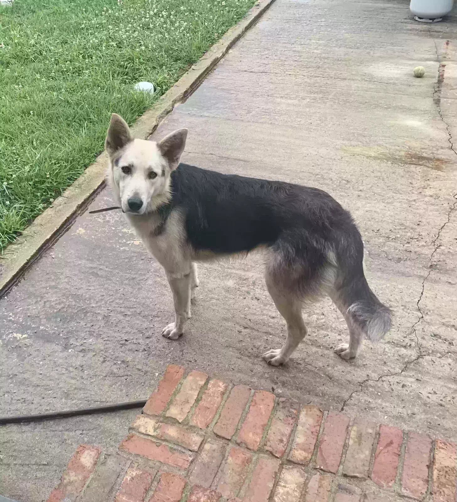 Found dog in Halifax, VA, 24558