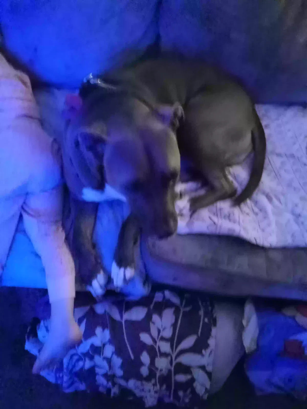 Lost dog in Spokane, WA, 99207