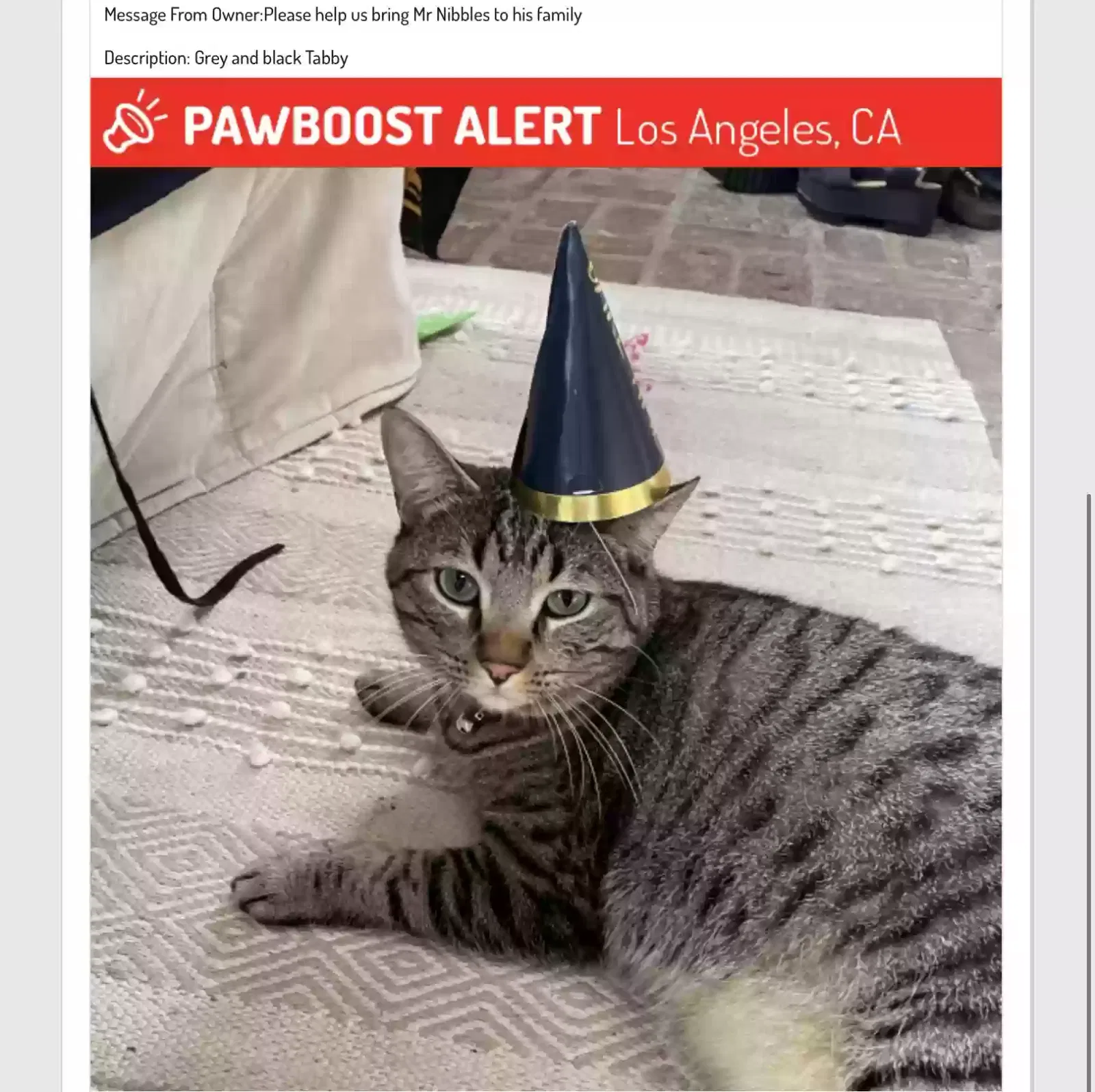Lost cat in Pacific Palisades, CA, 90272