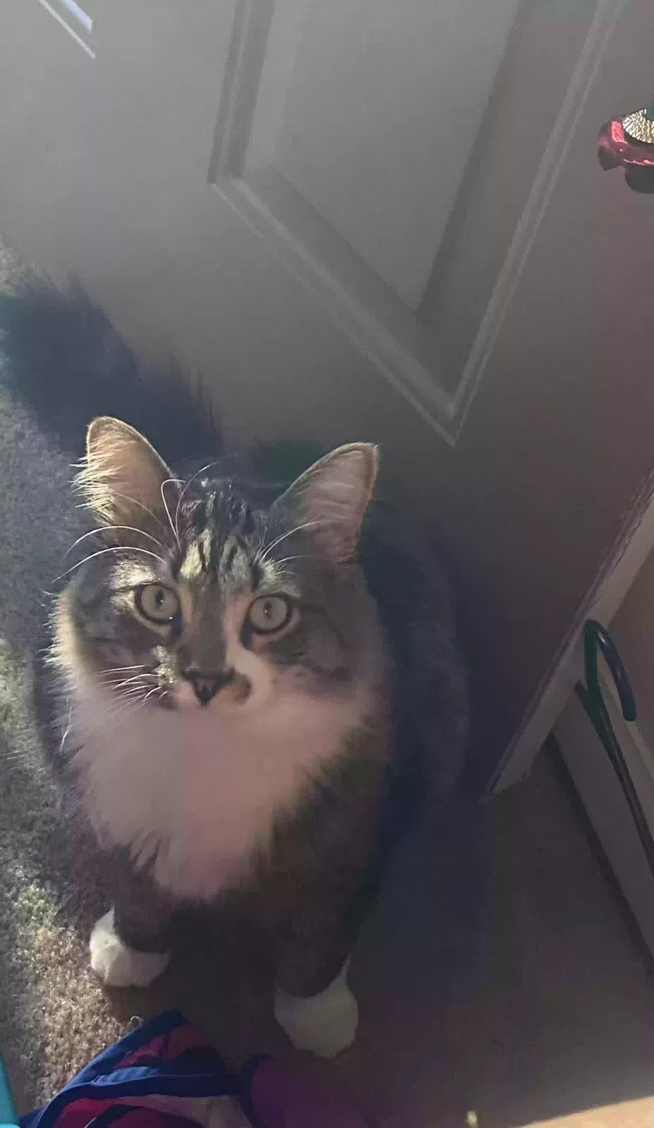 Lost cat in Chattanooga, TN, 37415