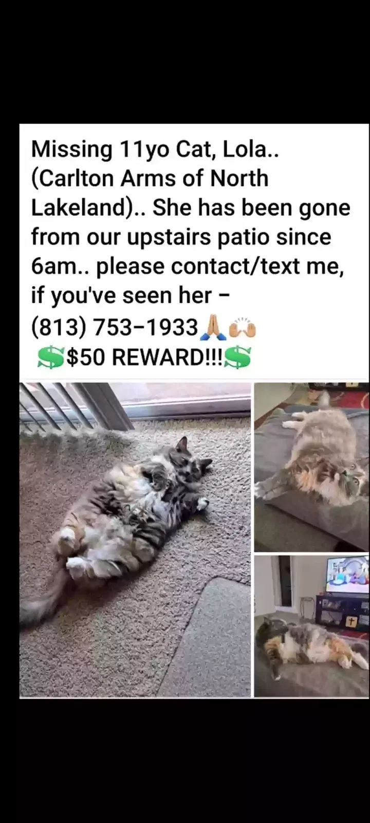 Lost cat in Lakeland, FL, 33801
