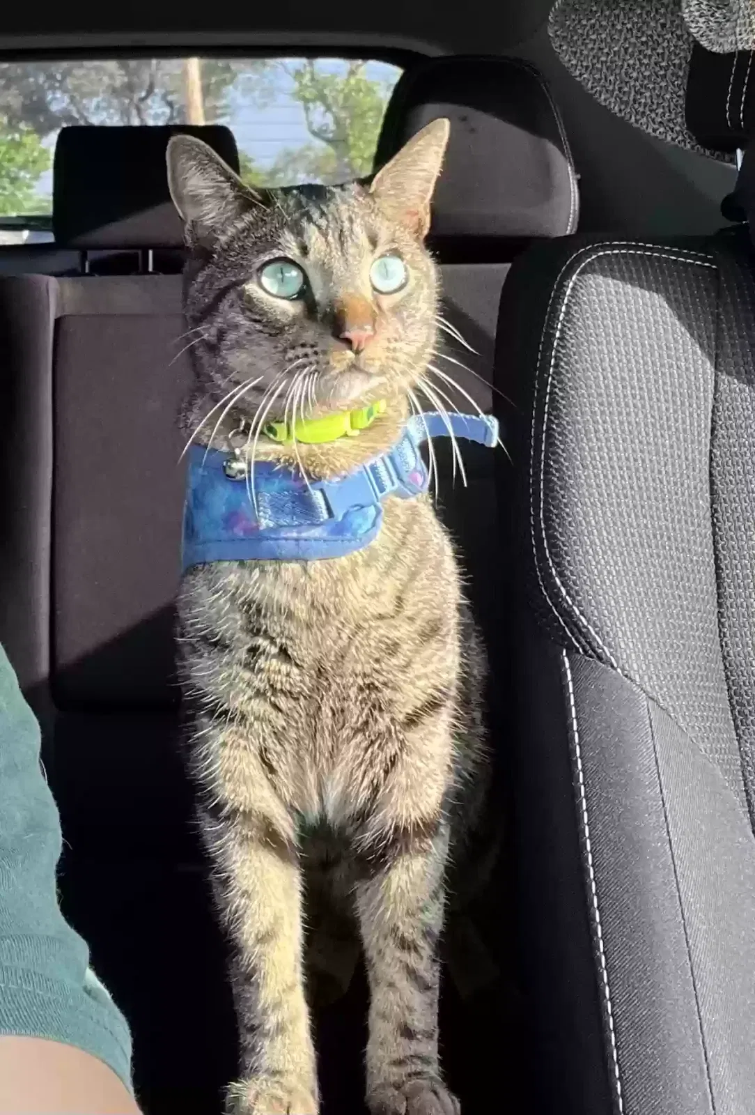 Lost cat in Whittier, CA, 90606