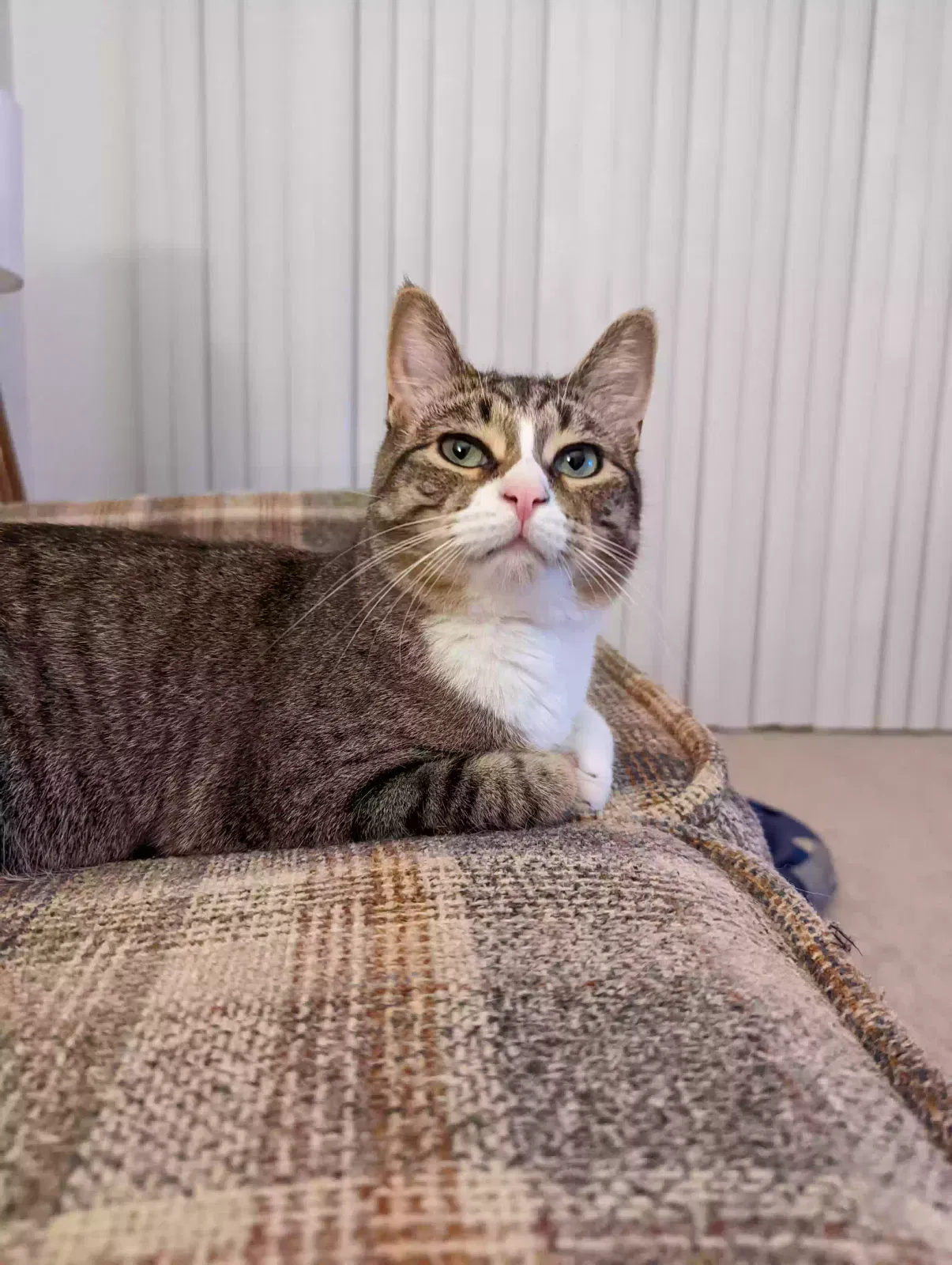 Lost cat in Novi, MI, 48375