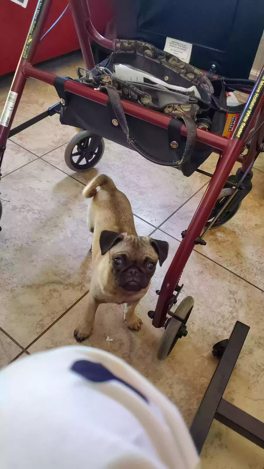 Lost dog in Granada Hills, CA, 91344