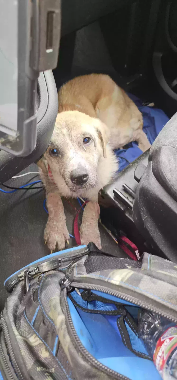 Found dog in Mesquite, TX, 75181