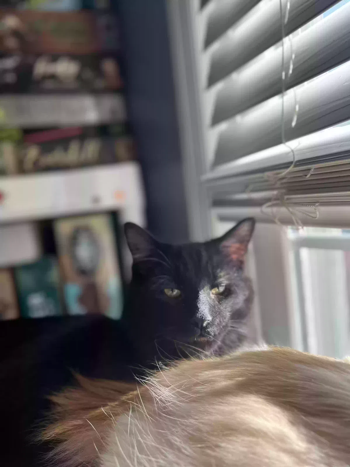 Lost cat in Louisville, KY, 40214