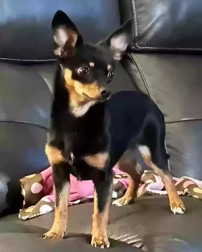 Lost dog in Frankfort, KY, 40601