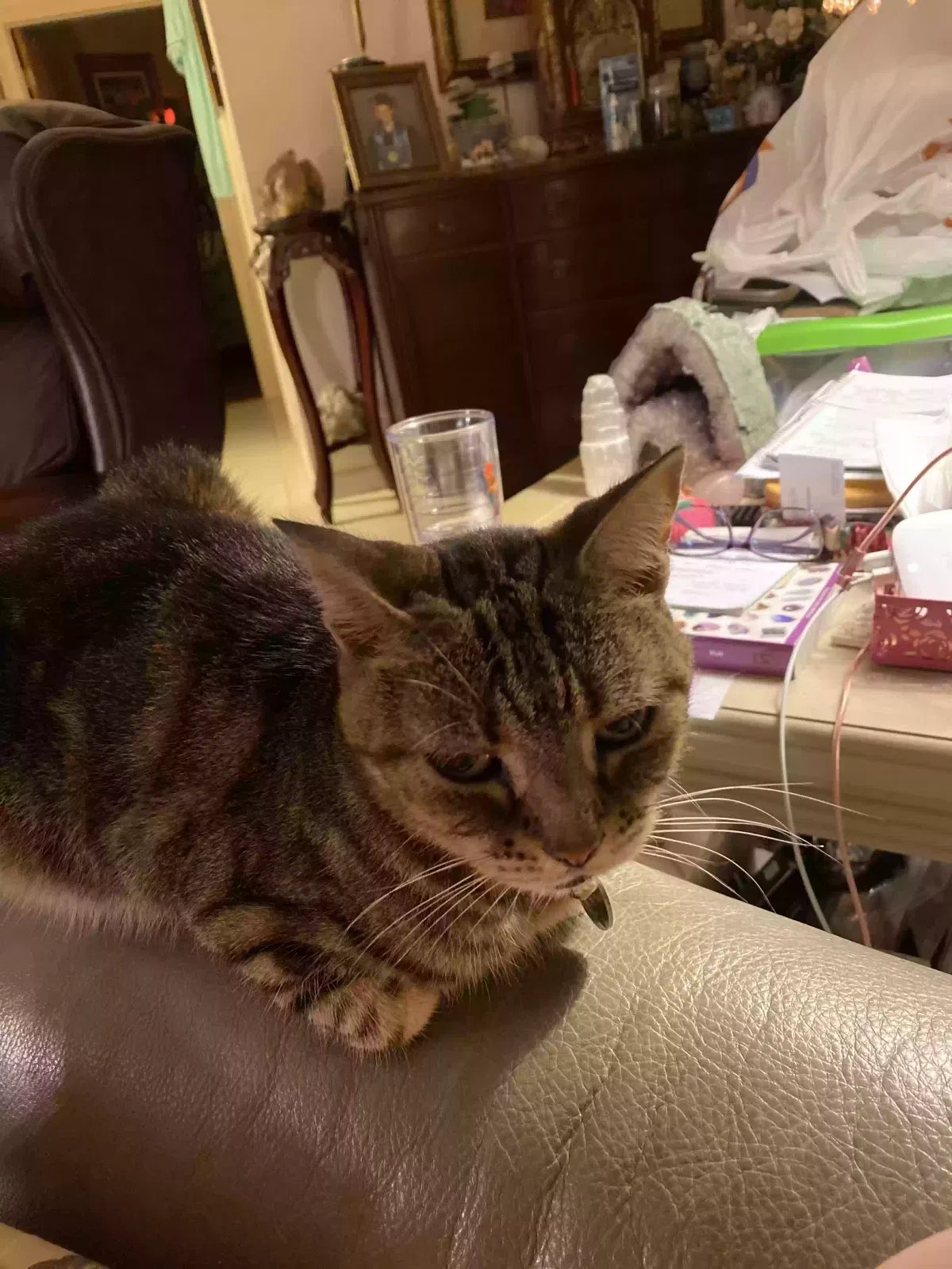 Lost cat in Cape Coral, FL, 33990