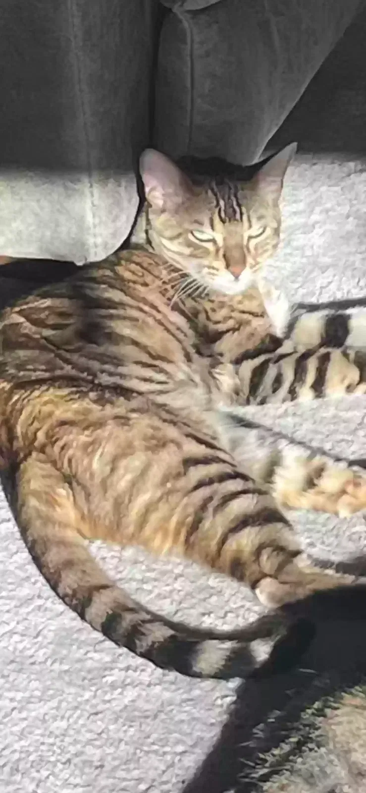Lost cat in Tacoma, WA, 98466