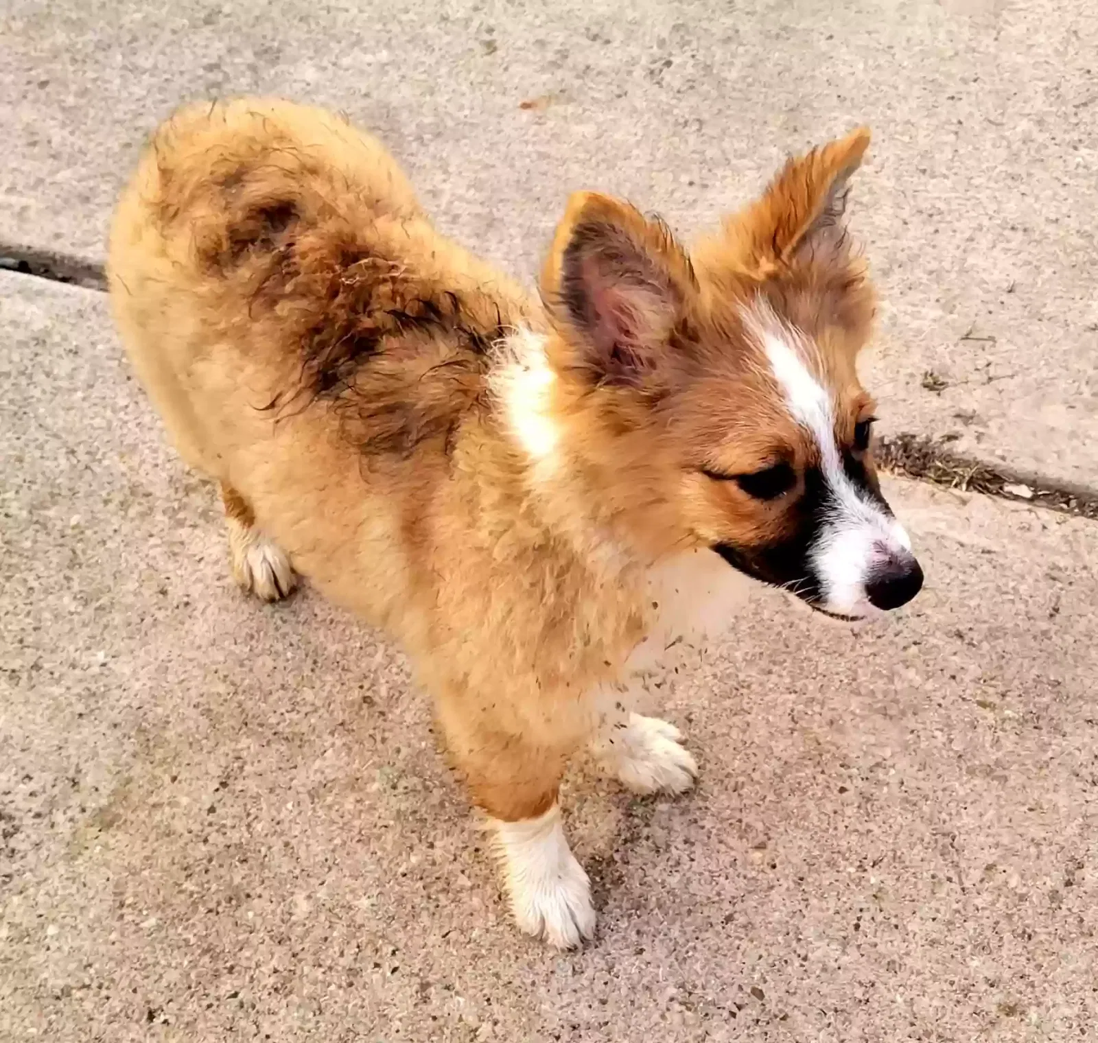 Found dog in Wolfe City, TX, 75496