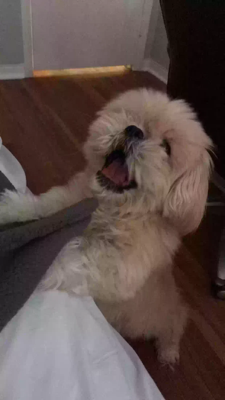 Lost dog in Miami, FL, 33155