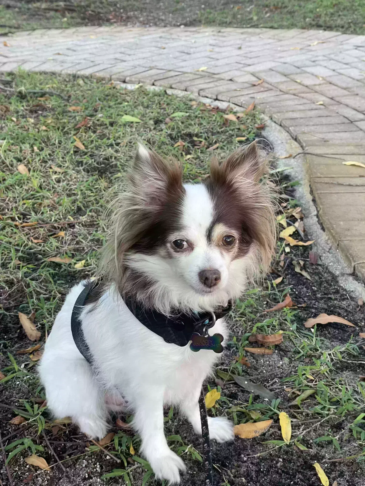 Lost dog in New Smyrna Beach, FL, 32168