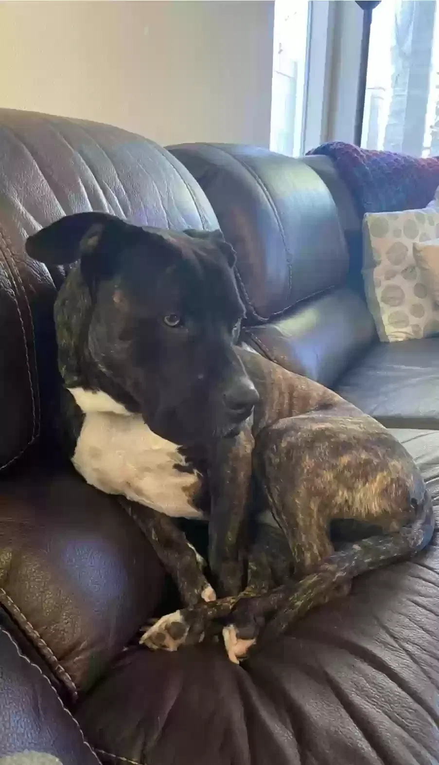 Lost dog in Temecula, CA, 92592