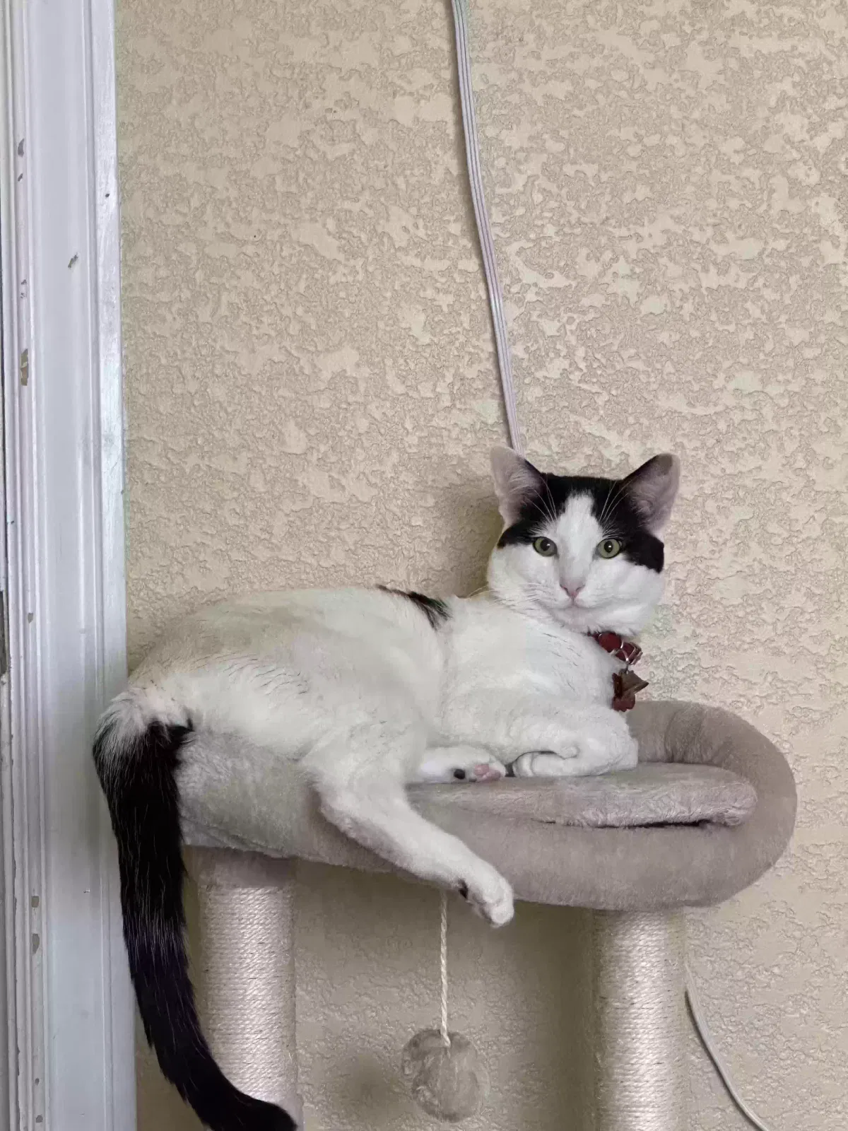 Lost cat in Sacramento, CA, 95828