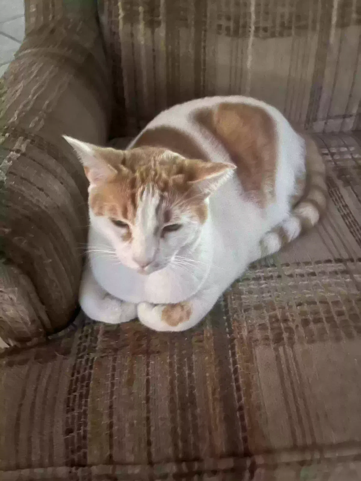 Lost cat in Winter Park, FL, 32792