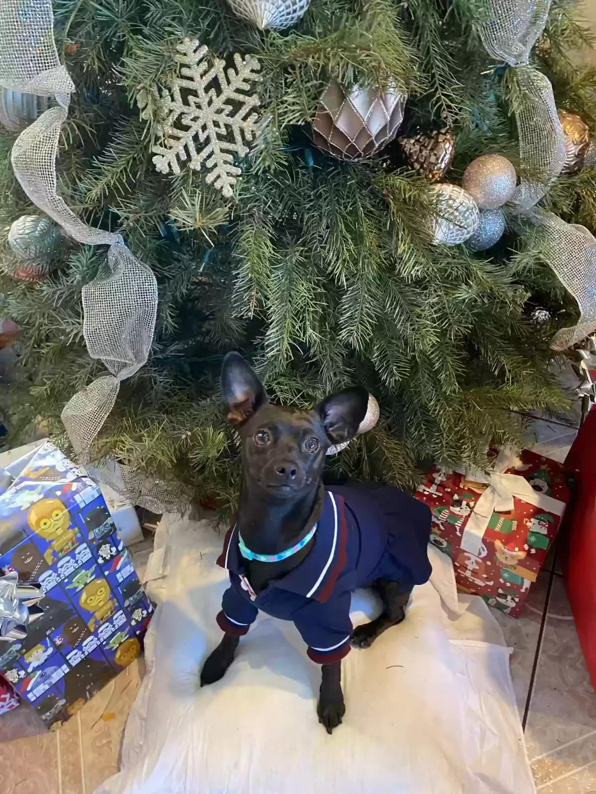 Lost dog in Hawaiian Gardens, CA, 90716