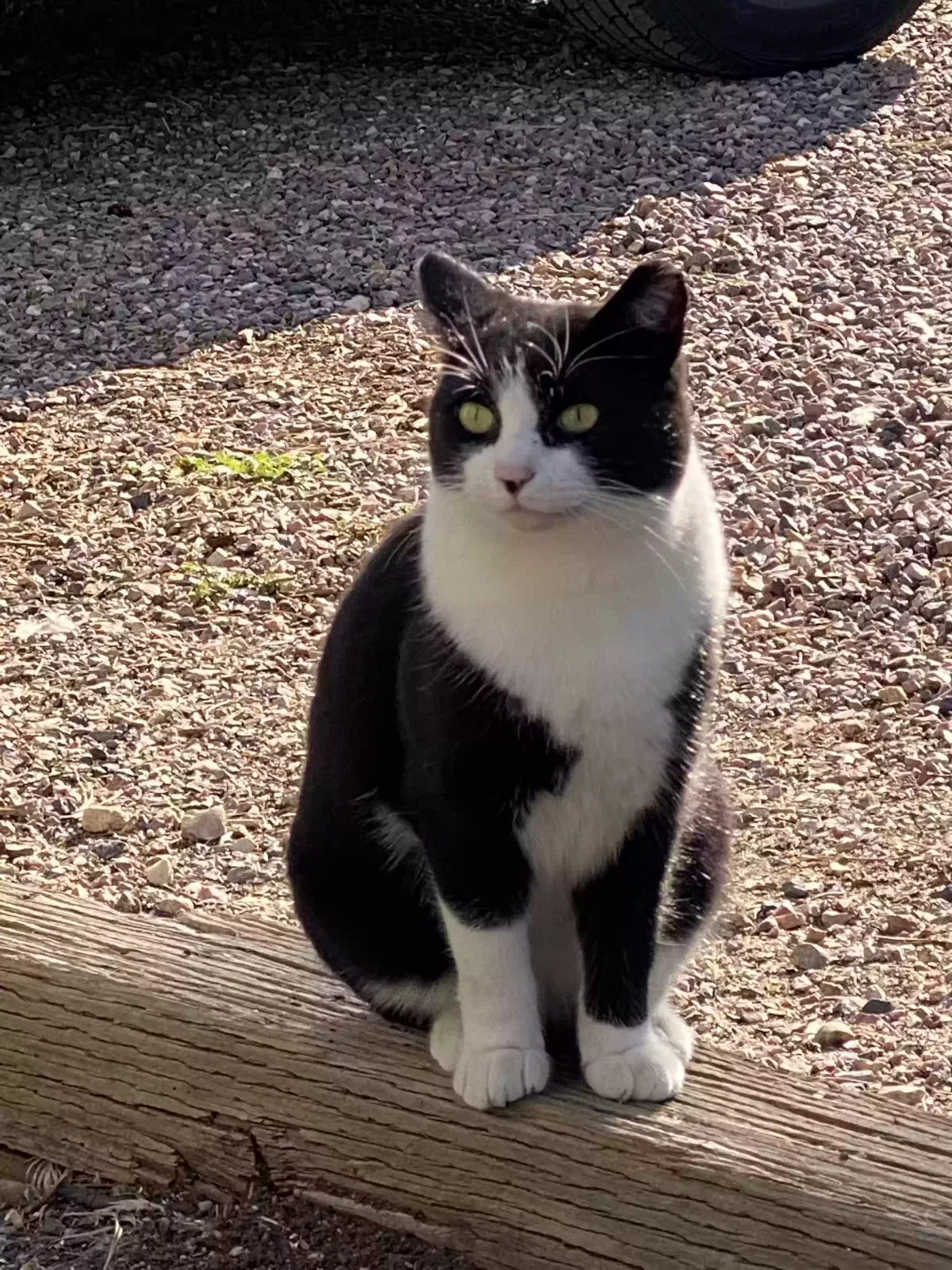 Lost cat in Saint Louis, MO, 63119