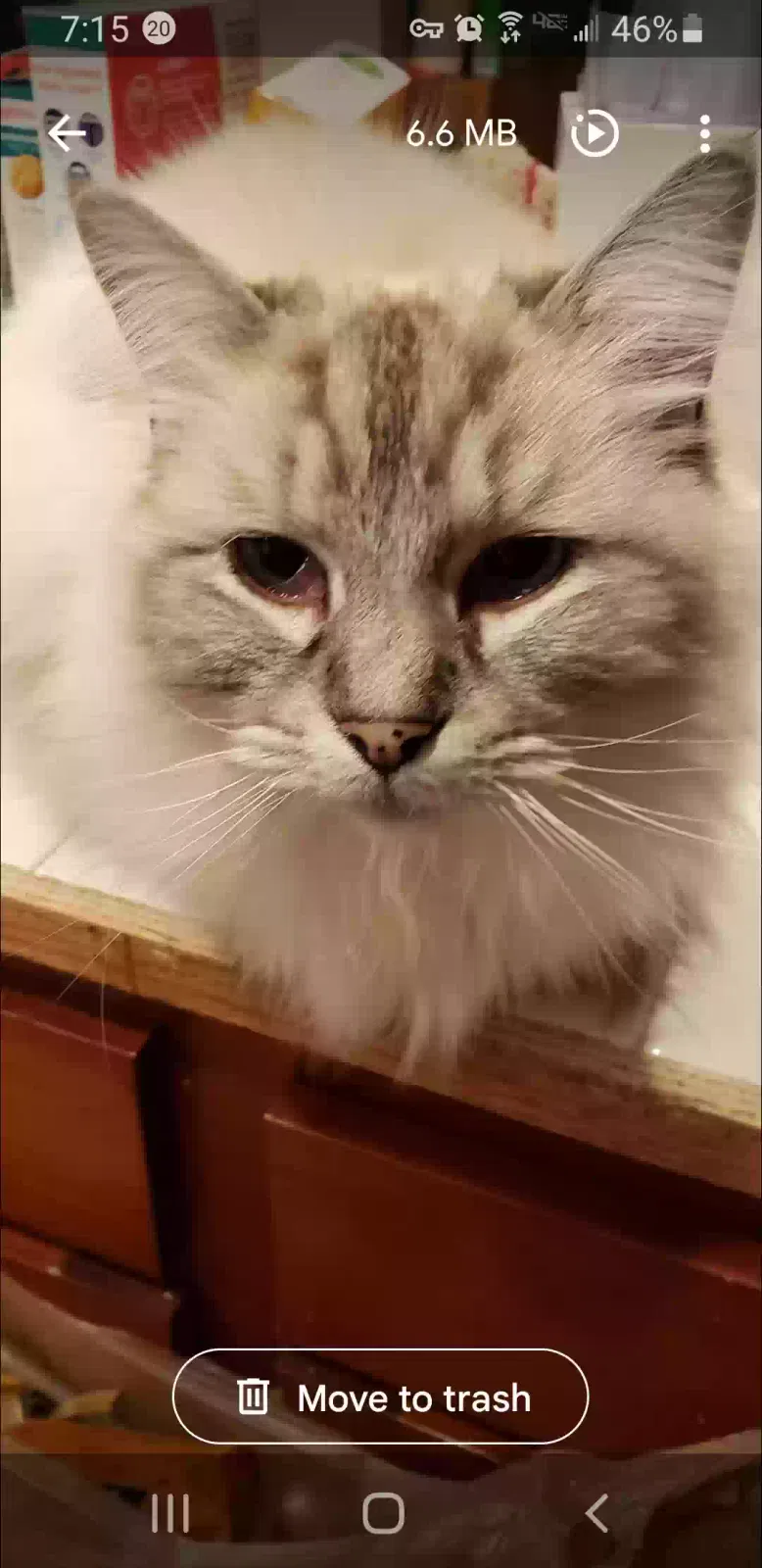 Lost cat in Bremerton, WA, 98311