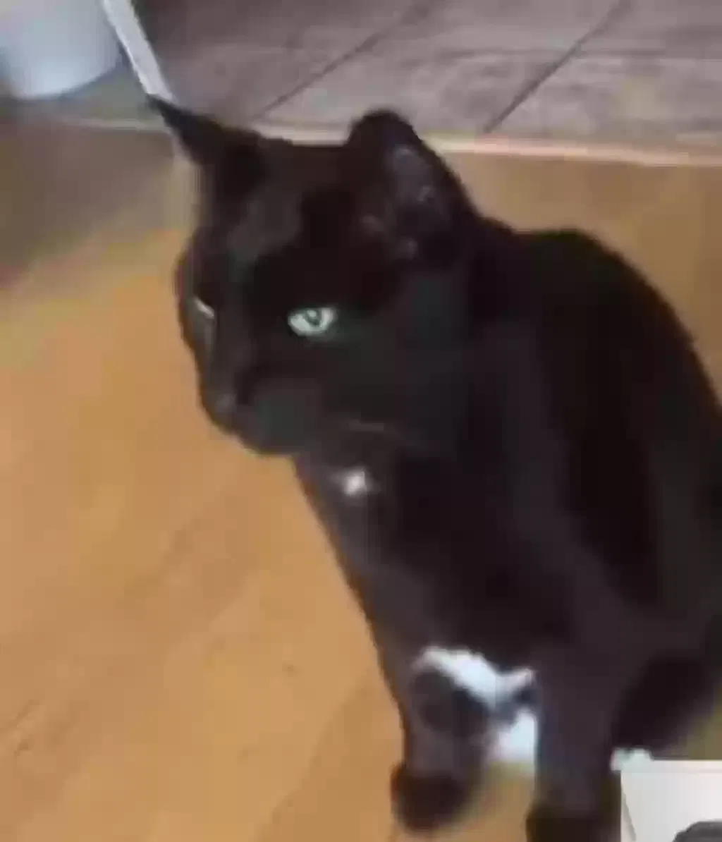 Lost cat in Lunenburg, MA, 1462