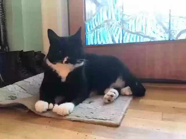 Lost cat in Seattle, WA, 98133