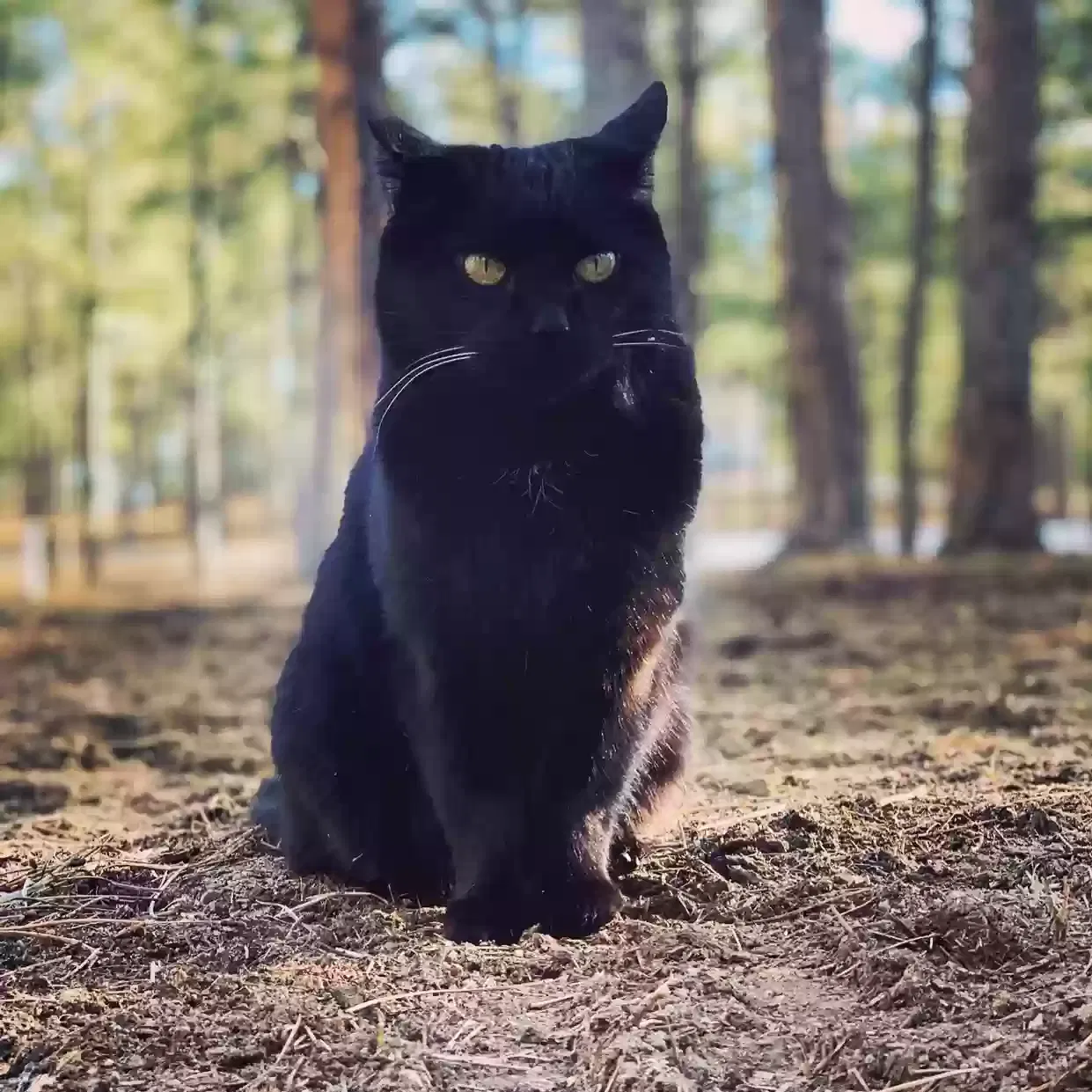Lost cat in Saint Louis, MO, 63119