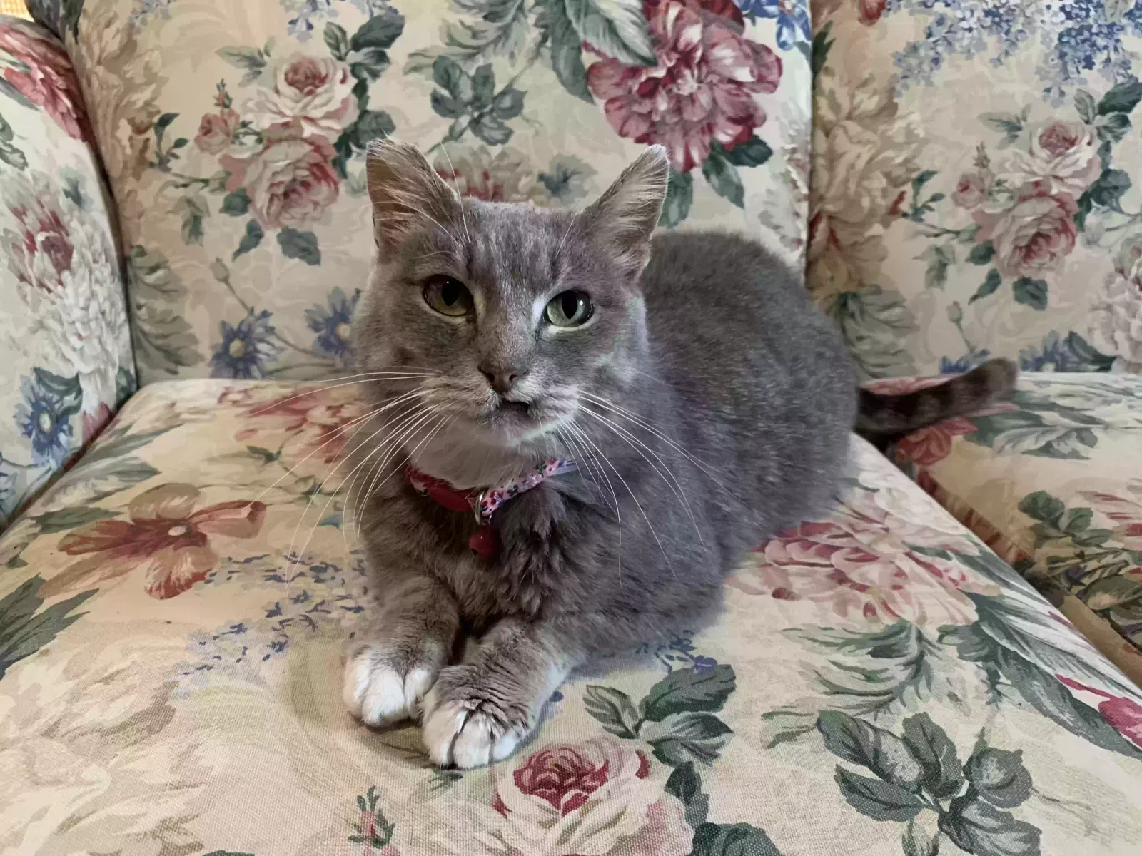 Lost cat in Mishawaka, IN, 46545