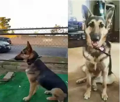 Lost dog in Whittier, CA, 90606