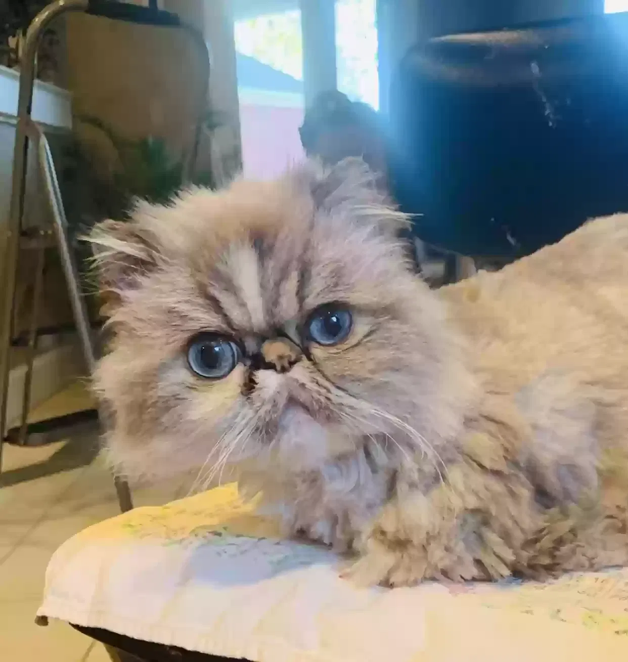 Lost cat in Austin, TX, 78705