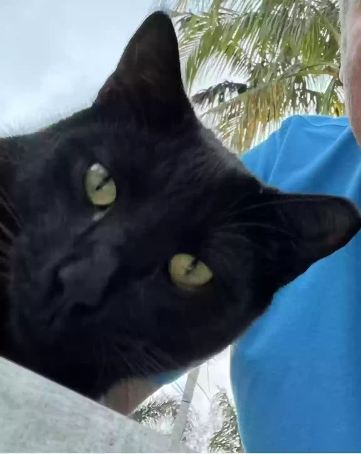 Lost cat in Fort Lauderdale, FL, 33308