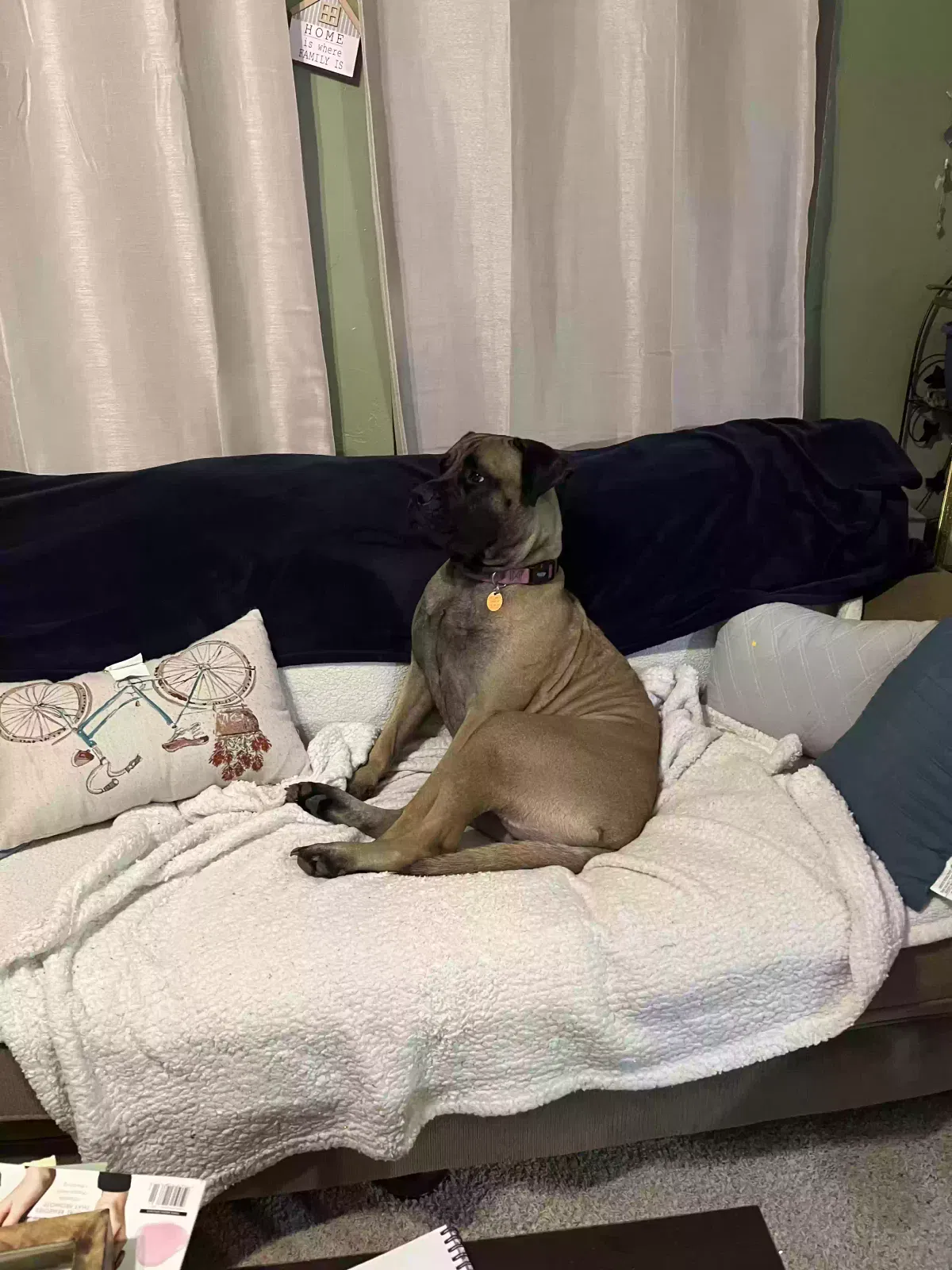 Lost dog in Norman, OK, 73071