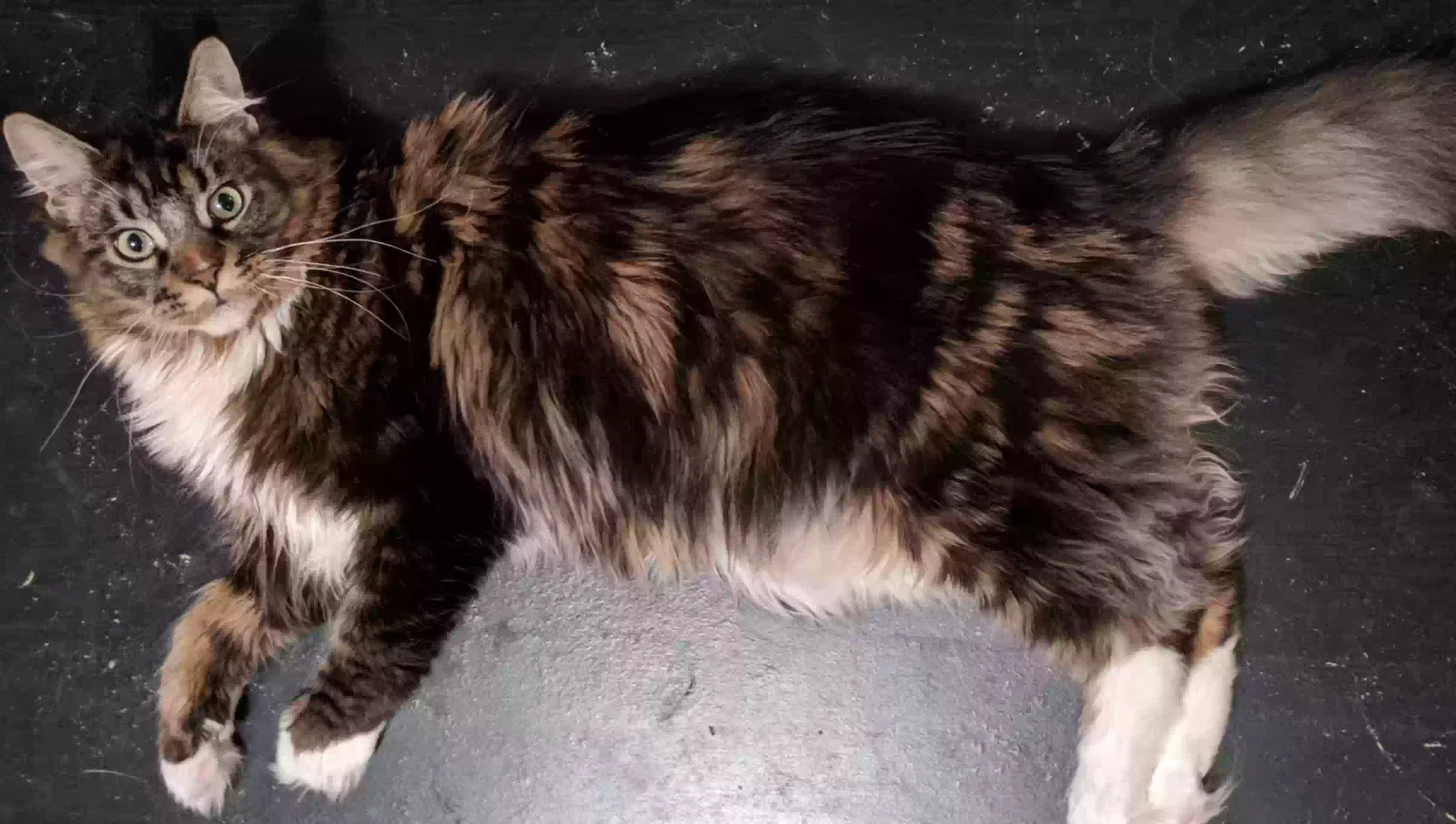 Lost cat in Chapel Hill, NC, 27517