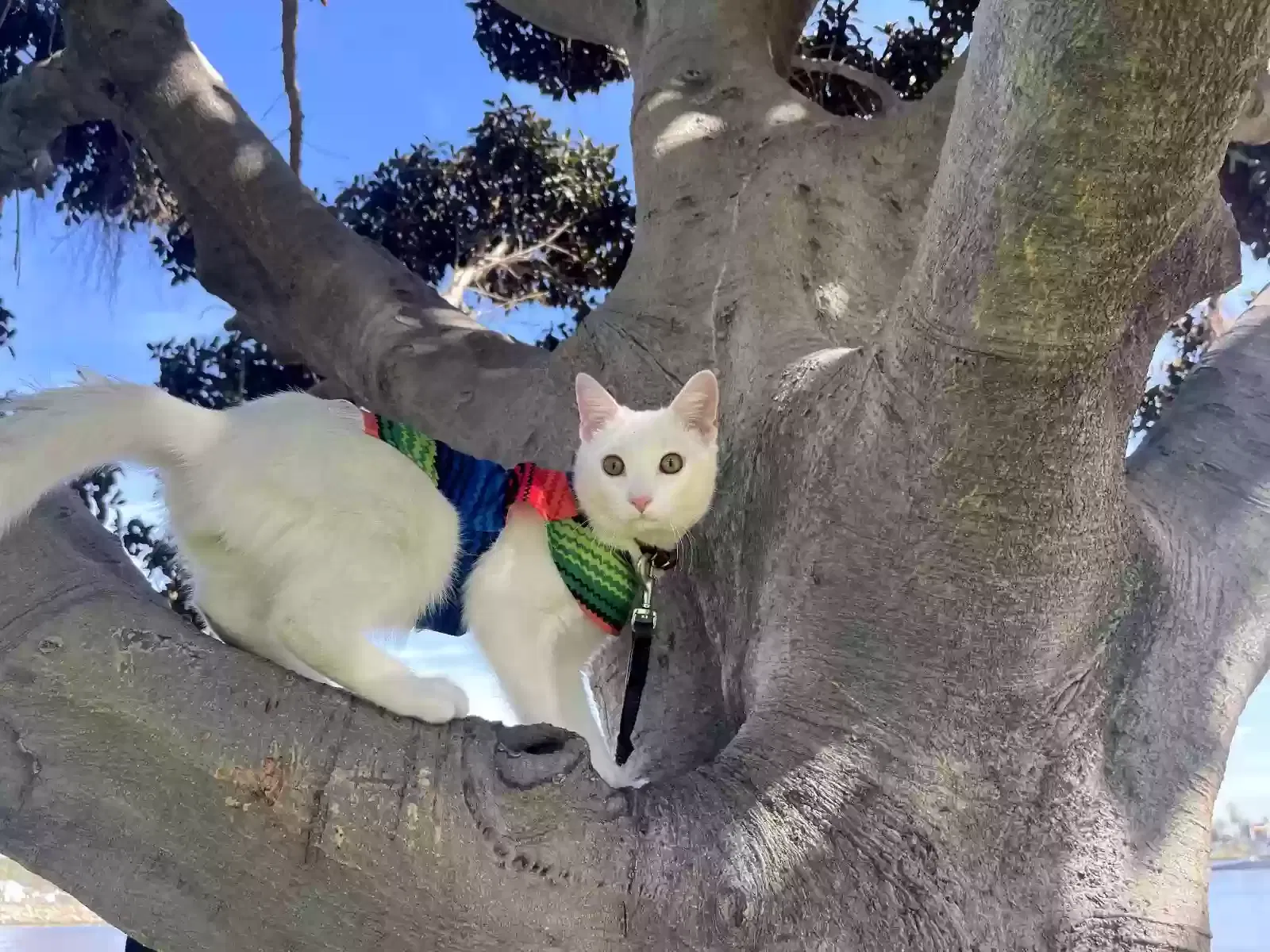 Lost cat in Lomita, CA, 90717