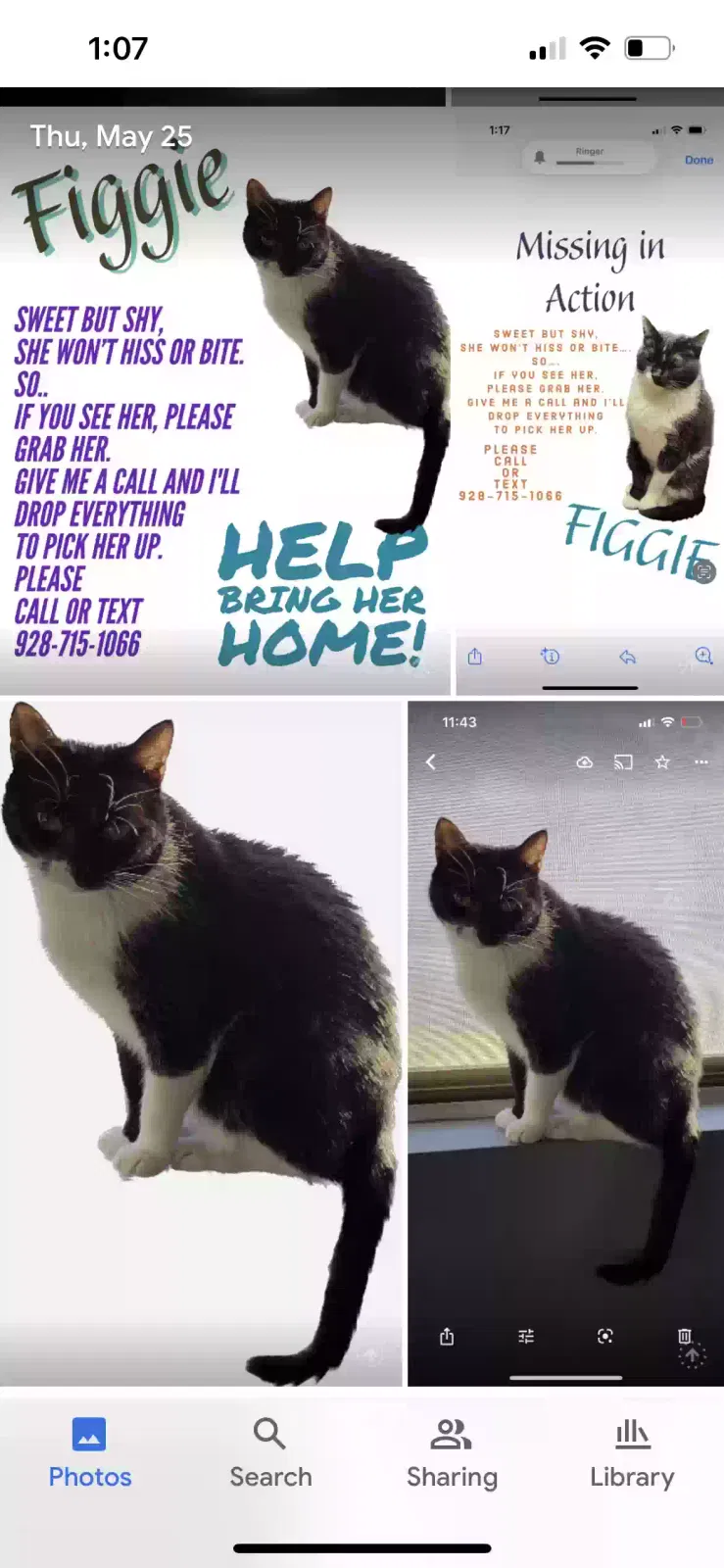 Lost cat in Litchfield Park, AZ, 85340