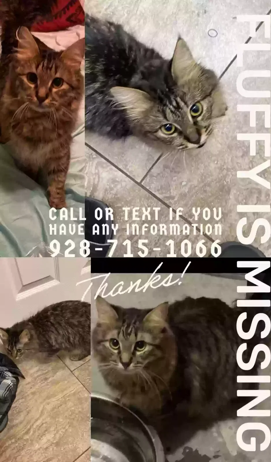 Lost cat in Avondale, AZ, 85323