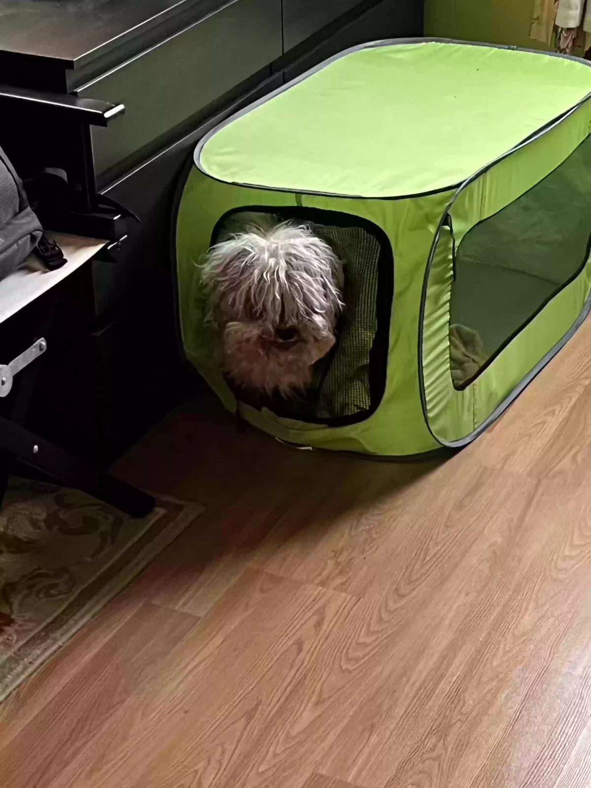 Lost dog in Hillsborough, NJ, 8844