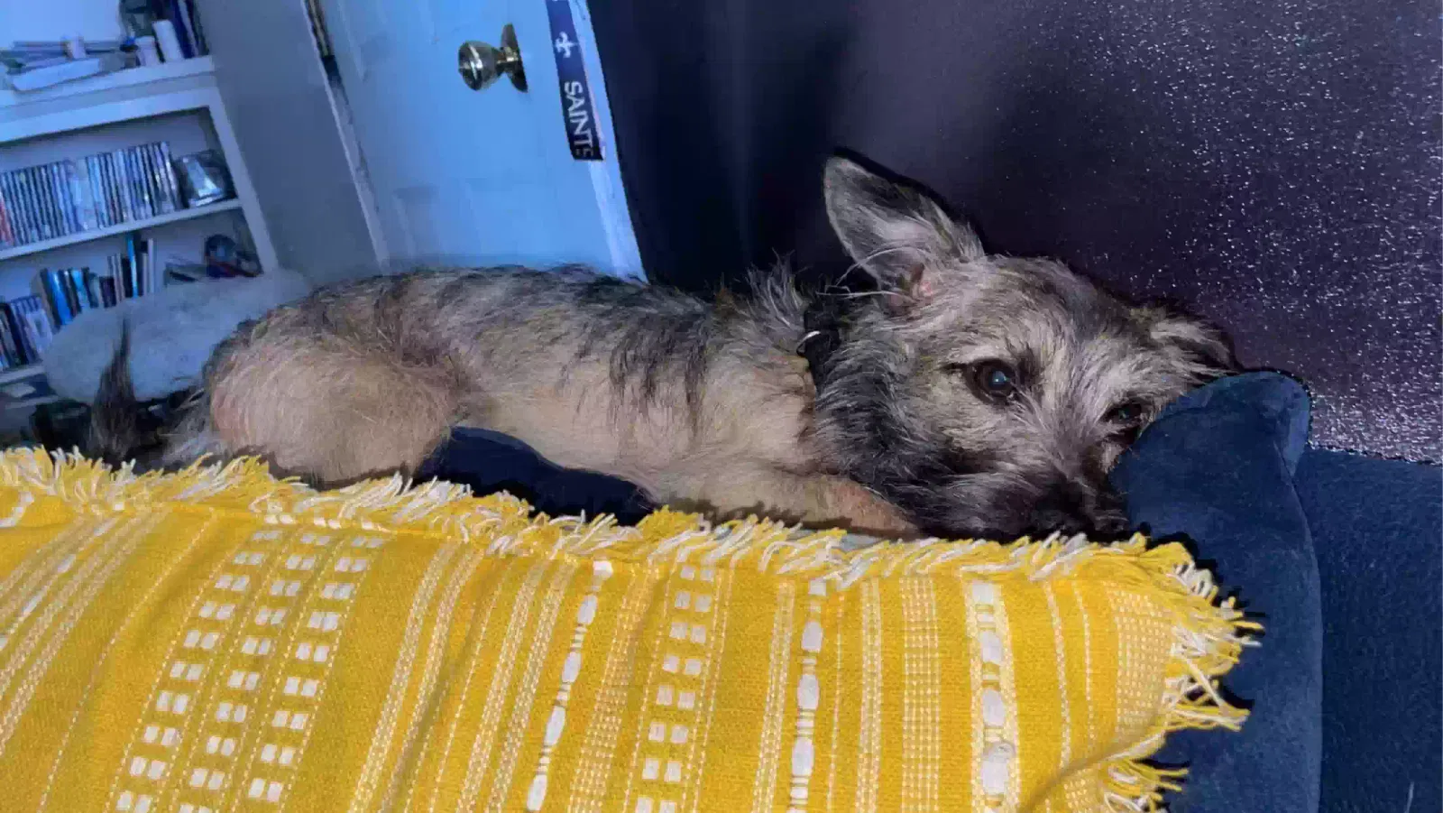 Lost dog in Hereford, TX, 79045