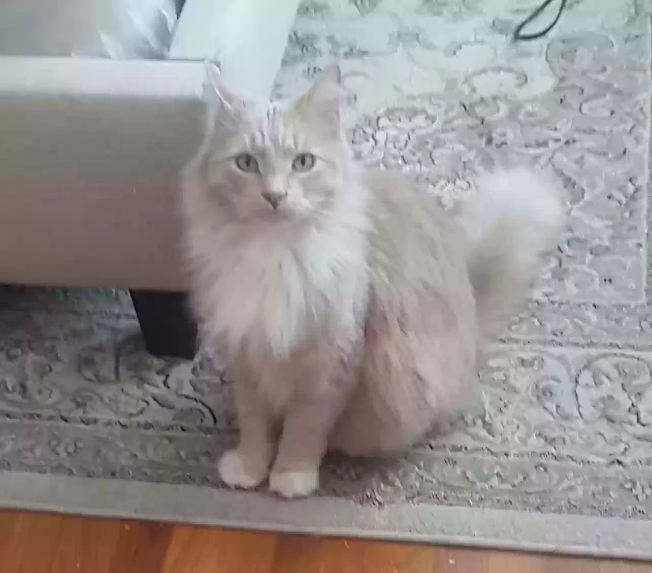 Lost cat in La Puente, CA, 91744