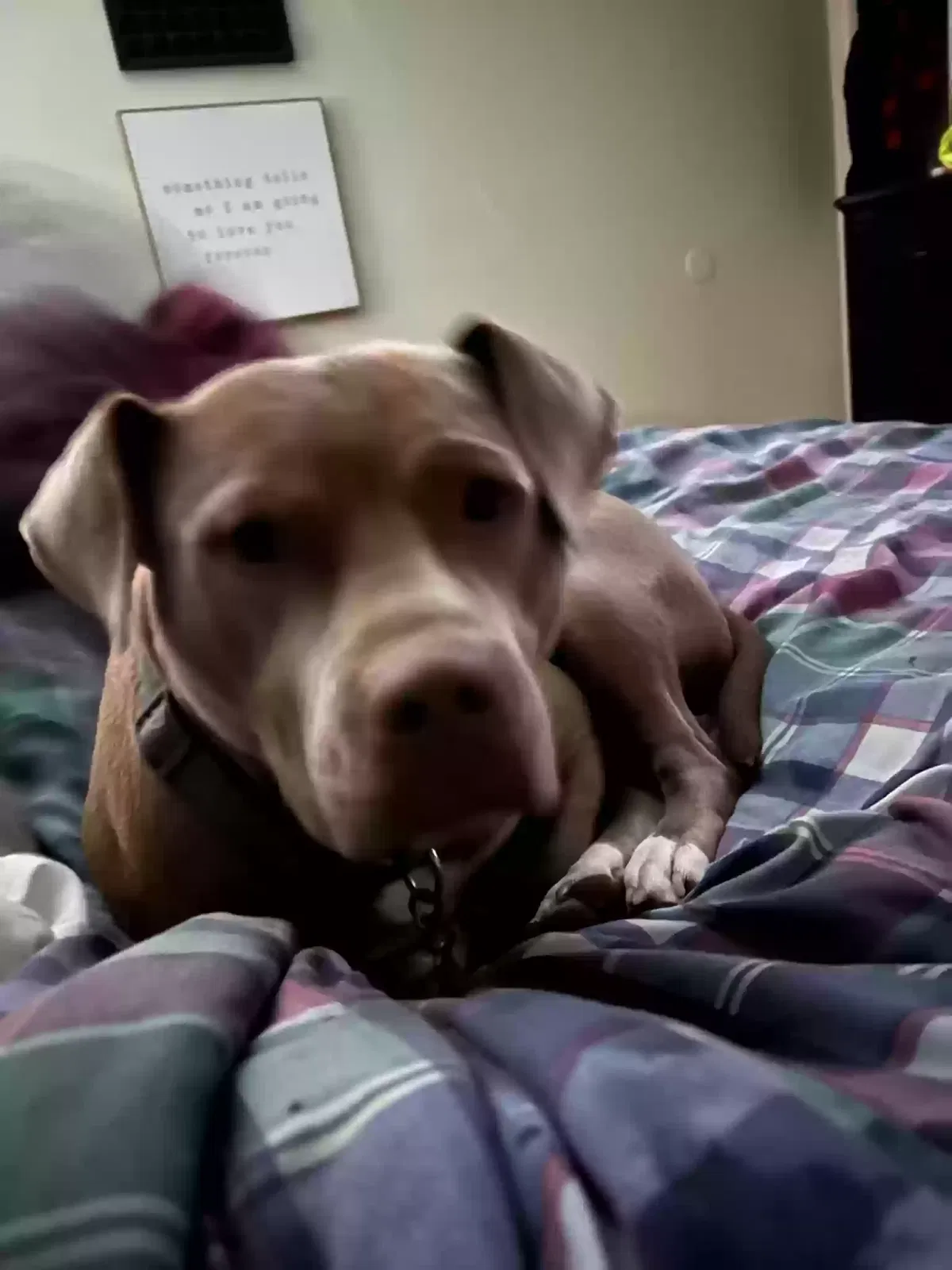 Lost dog in Millington, TN, 38053