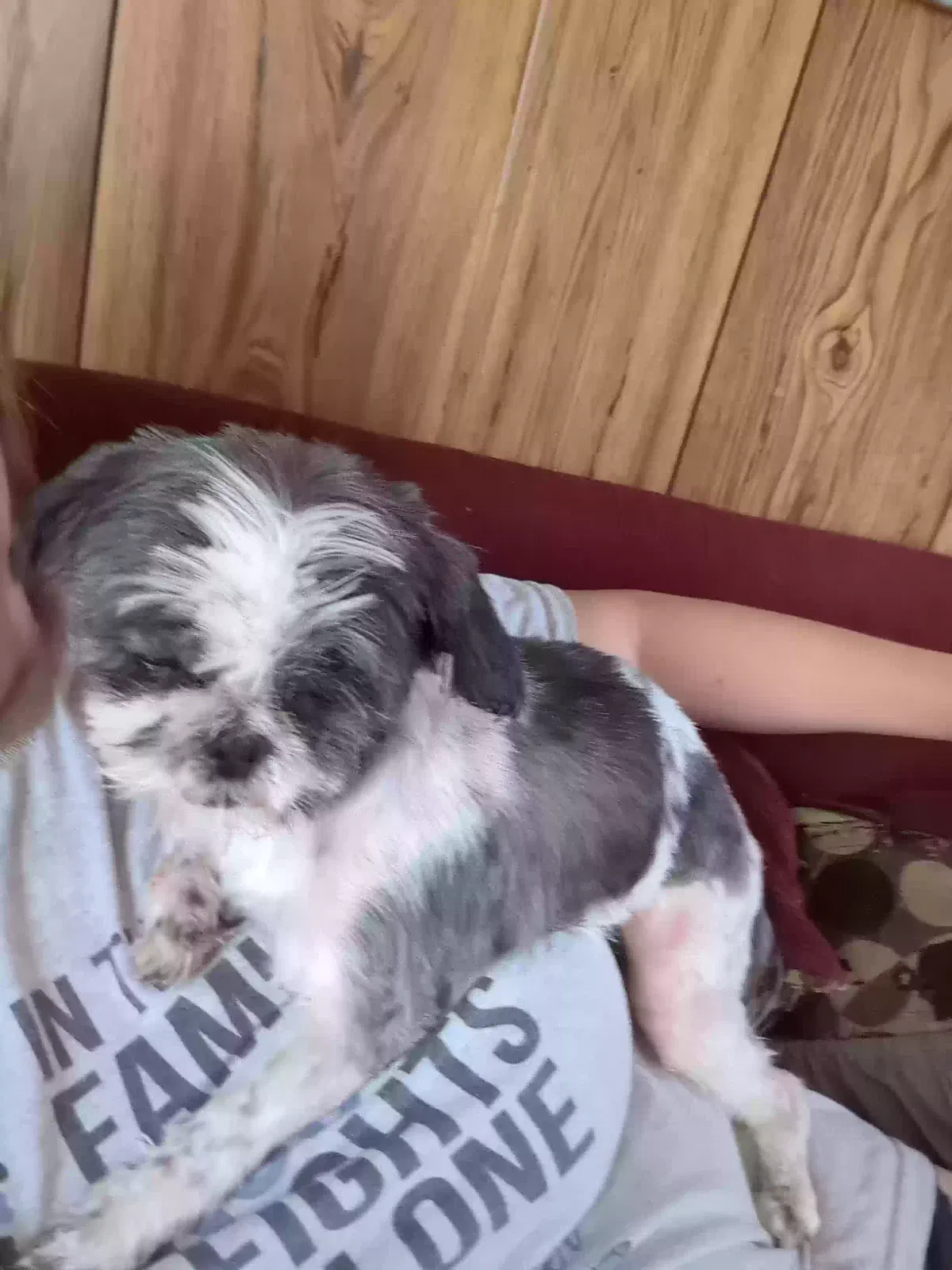 Lost dog in Middleburg, NC, 27556