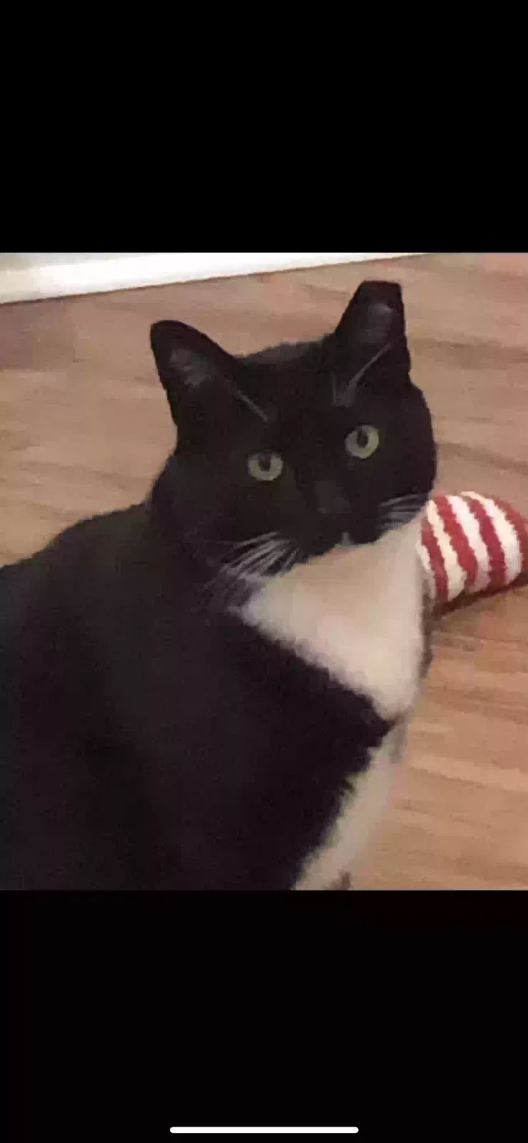Lost cat in Stanley, NC, 28164