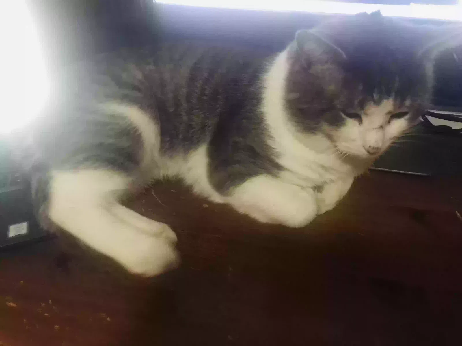 Lost cat in Pocatello, ID, 83201