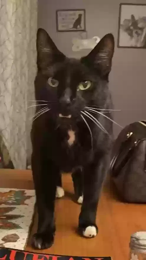 Lost cat in Unknown, WI, 52179
