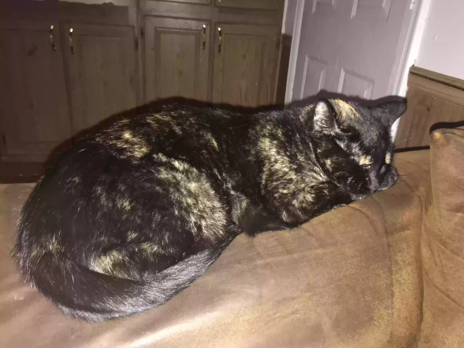 Lost cat in Las Cruces, NM, 88012