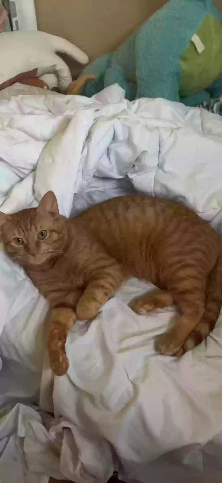 Lost cat in Cincinnati, OH, 45240