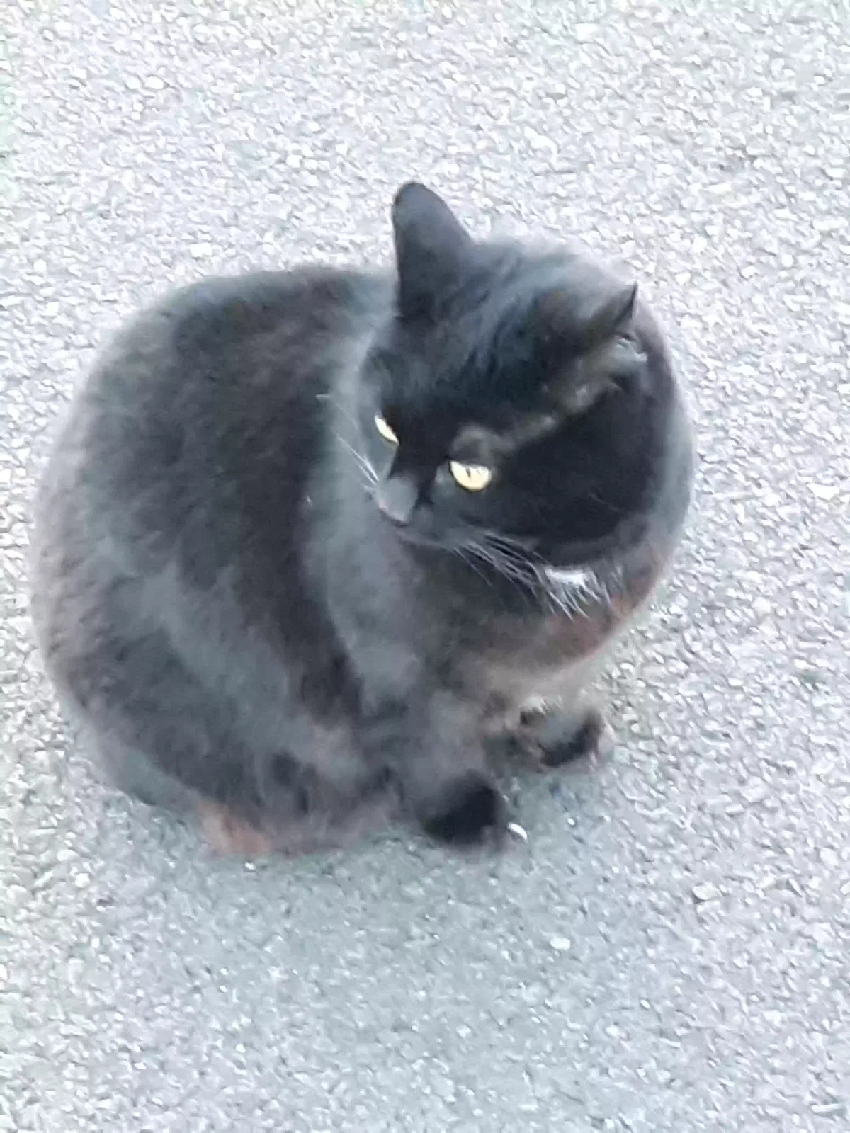 Lost cat in Hillsboro, OR, 97124